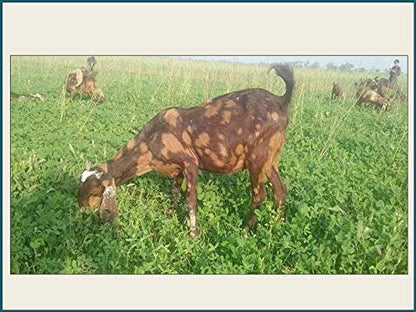 अल्फाल्फा के बीज 100 ग्राम