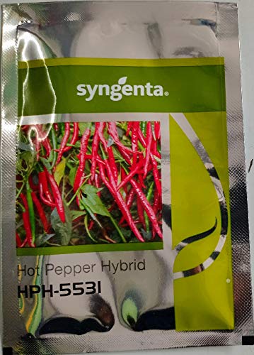 Syngenta Chilly HPH-5531 , Hybrid quality Hot Pepper, 1500SD