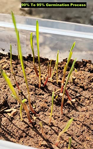 EYWA Punjab खेती और बुवाई के लिए प्राकृतिक काले गेहूं के बीज (5 KG)