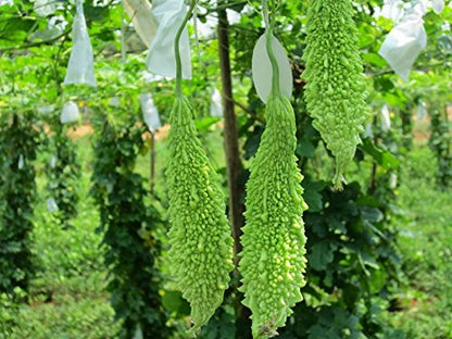 PLANTOGALLERY Vegetable Seeds | Bitter gourd/karela F1 Hybrid Organic Seeds for Pot & Home Garden | pack of 1 pkt 20 – 30 Seeds each, (LG-PLFB-49)