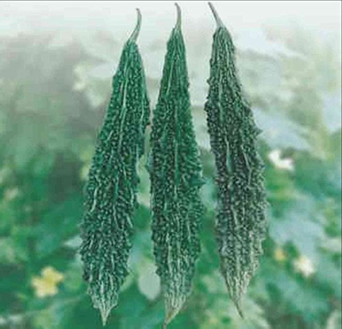 bitter gourd seeds