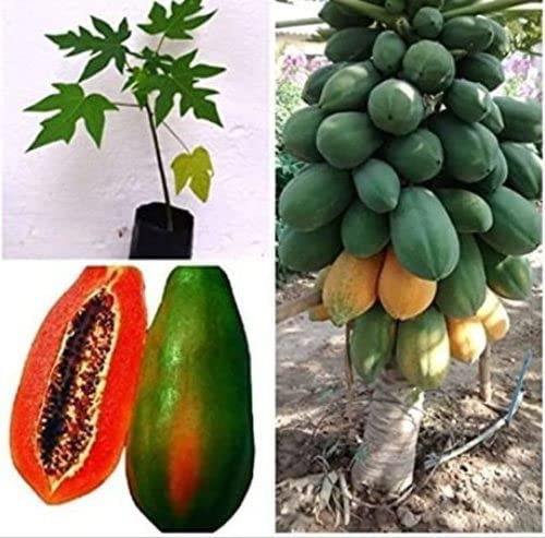 Papaya Red Lady Fruit-F1 Taiwan Hybrid Seeds Plant 10 gram_12