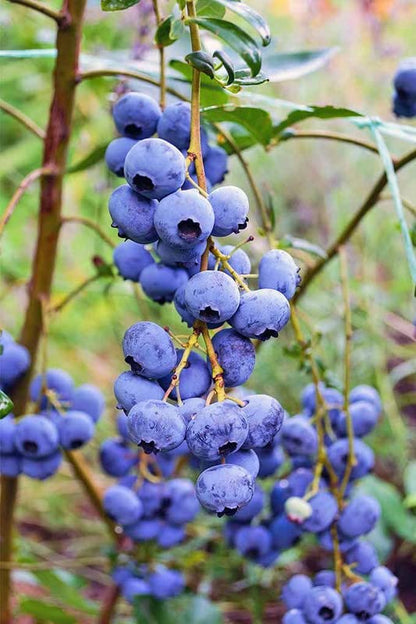 Ritz Farming® Blueberry fruit seeds | Blueberry fruit seeds For Your Garden and home planting Pack of 15 seeds