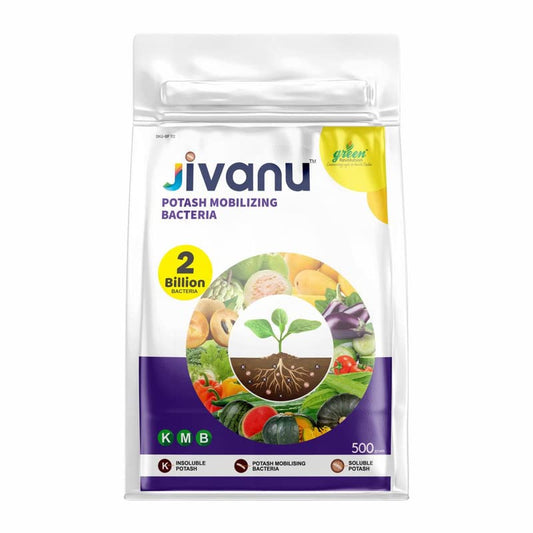 Jivanu (Potassium Solubilizing and Mobilizing Bacteria – KSB/KMB) Bio-Fertilizers (500 Gram)