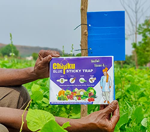 Chipku इन्सेक्ट किलर ब्लू स्टिकी ट्रैप नॉन टॉक्सिक और केमिकल फ्री फ्लाई ट्रैप/इन्सेक्ट कैचर/कीड़ों, सफेद मक्खियों, एफिड्स, लीफ माइनर, थ्रिप्स के लिए स्टिकी पैड - (25 पीस का पैक)