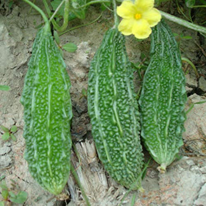 PLANTOGALLERY Vegetable Seeds | Bitter gourd/karela F1 Hybrid Organic Seeds for Pot & Home Garden | pack of 1 pkt 20 – 30 Seeds each, (LG-PLFB-49)