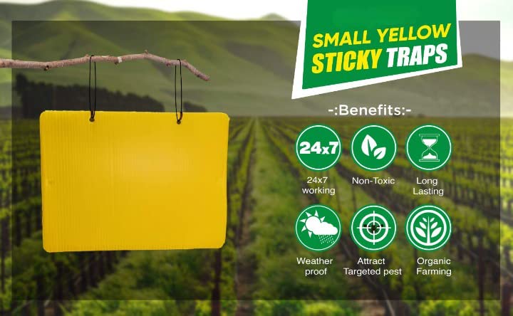 yellow sticky trap benefits