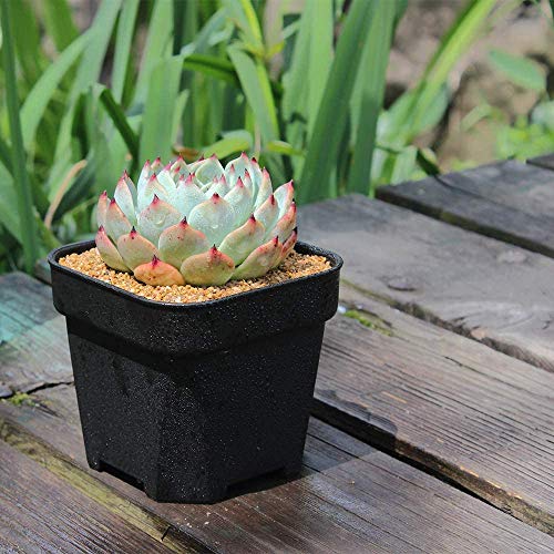 MosQuick® 3 inches Nurser y3 inch Plastic Nursery Seed Seedling Germinating Pots Cup Set Plant Pot, Set of 25 Pcs (Black)