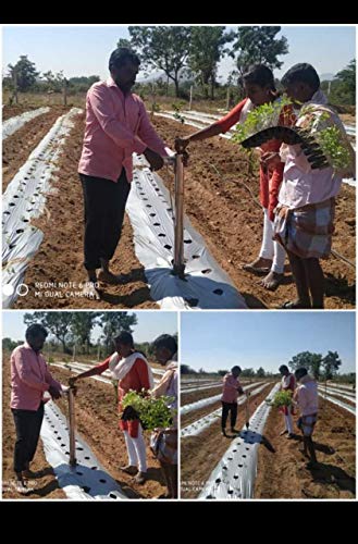 Hectare Vegetable Transplanter + Flowers and Bud Transplanter |Stainless Steel Material|