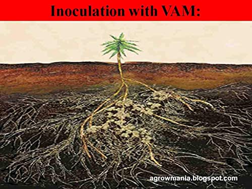 Root Promoter Powder