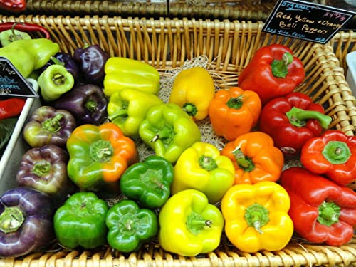 Radha Krishna Agriculture® Imported Capsicum Vegetable Seeds | Mix Capsicum Seed For Your Home Garden Pack of 50 Gram Seeds