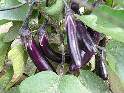 Planthub Purple Long Brinjal, Eggplant Vegetable Seed, Solanum Melongena - Pack of 50 Seeds.