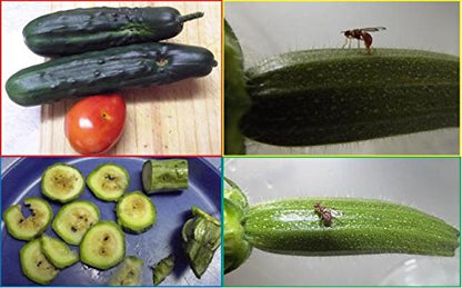 CUCURLURE: Nature's Trap for Destructive Fruit Flies