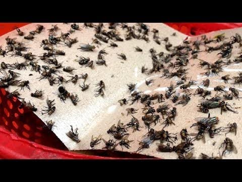 Spicado Traders Fly Trap for Home Glue Trap for House Fly , Sticky Fly Stick Paper Pack of 5