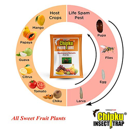 Chipku Fruit Fly Lure for mango, sapota, gauva, ( bactocera Dorsalis) Pack of 50 Lures