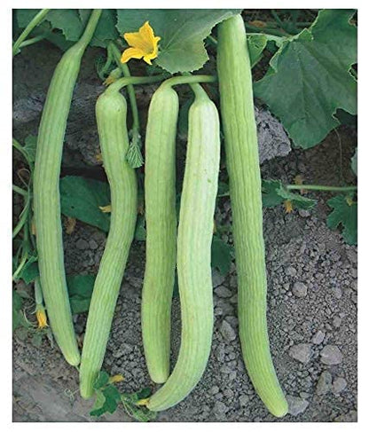 MYLAWN Armenian Pale Green Cucumber Seeds-A12K-120Seeds