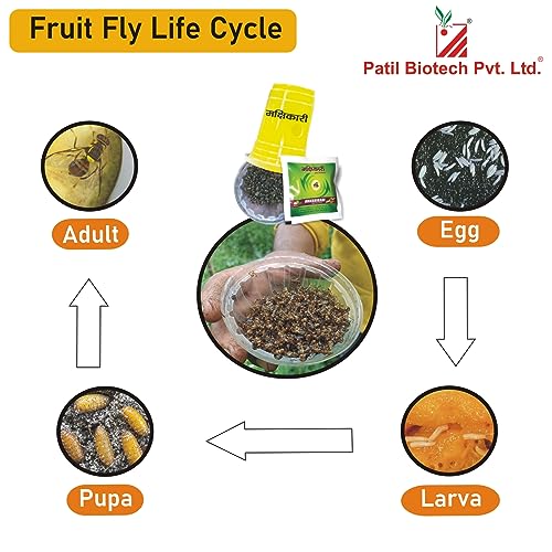life cycle of fruit fly 