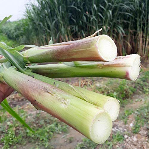Napier grass benefits for soil erosion control