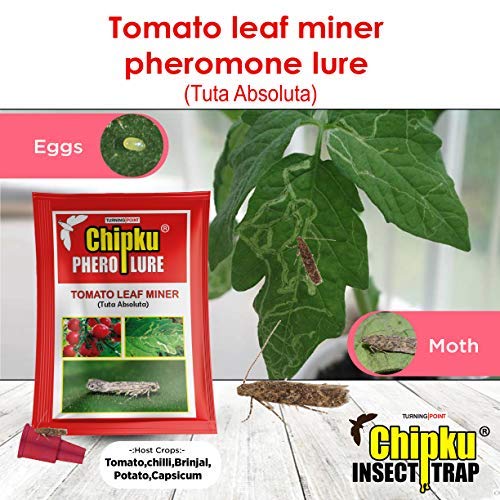 summer pests in tomato