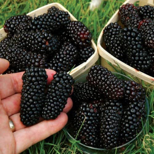 Cloud Farm Live Exotic Air Layered Healthy Shahtoot/Mulberry Fruit Plant, Pack of 1 CF_63