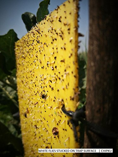 Chipku ® Yellow Non Toxic and Chemical Free Fly Trap Insect Catcher Sticky Trap Pads for Insects, Whiteflies, Aphids, Leaf Minor, Thriphs (Yellow)- 10