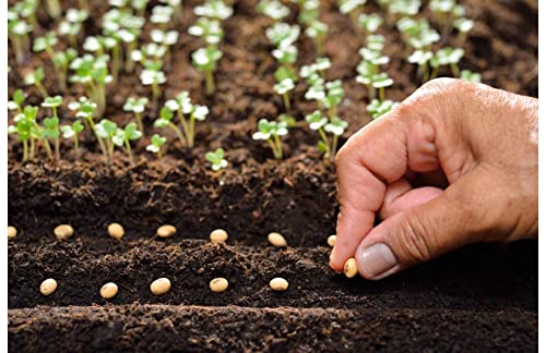 essential seed treatment 