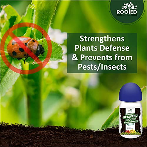 ROOTED Premium Seaweed Liquid Concentrate, Fertilizer For Plants And Trees, Natural Bio-Stimulant For Boosting Growth, Yield And Roots Health 250 ml (2 Pack)