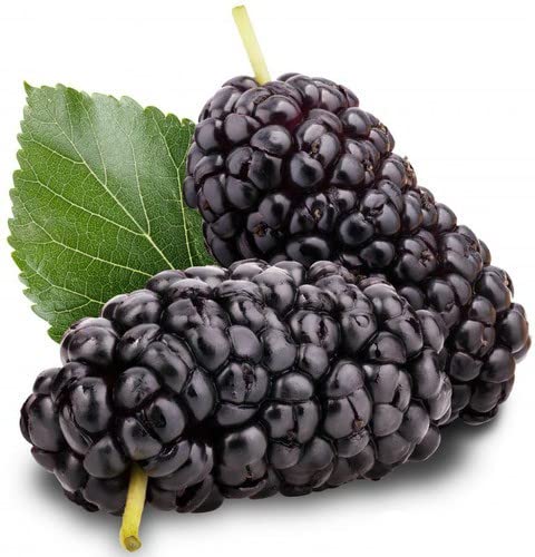 Paudha Mulberry (shahatoot) Fruit pack of 30 seeds