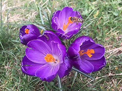 best saffron in the world