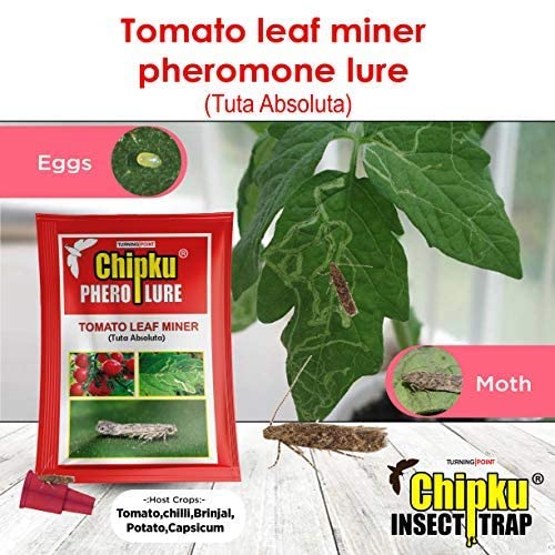 Chipku-Pheromone Lure for Tomato Leaf Minor (Tuta Absoluta) Pack of 10
