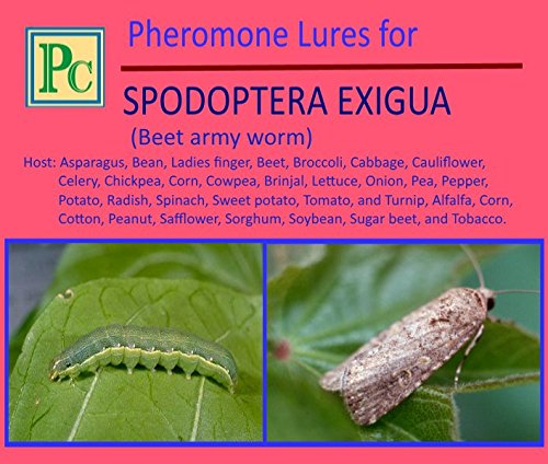 Combo Pack for VEGETABLES - Pheromone Traps and Lures complete set for 6 acres - 48 each for Helicoverpa armigera, Spodoptera litura and Spodoptera exigua for vegetables, field and Flower crops (Total 144 No's)