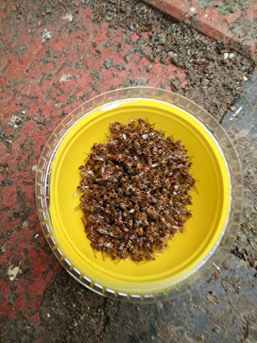 fruit fly traps 10 nos