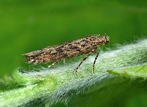 tuta absoluta