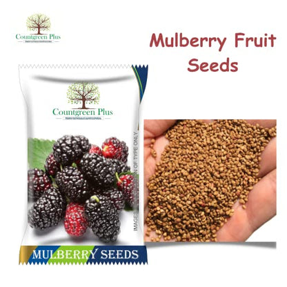 Countgreen Plus Organic Mulberry (Sehtut) Non-GMO Plating 100 Fruit Seeds for Home, Garden, Terrace, Balcony - All Season Growing Seeds