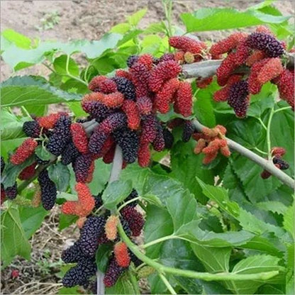 Bhumi Enterprise Rare Exotic All Time Mulberry (Air Layered) Hybrid Live Plant, Black & Red Color "Special Variety"(Fruit After 1 Year)