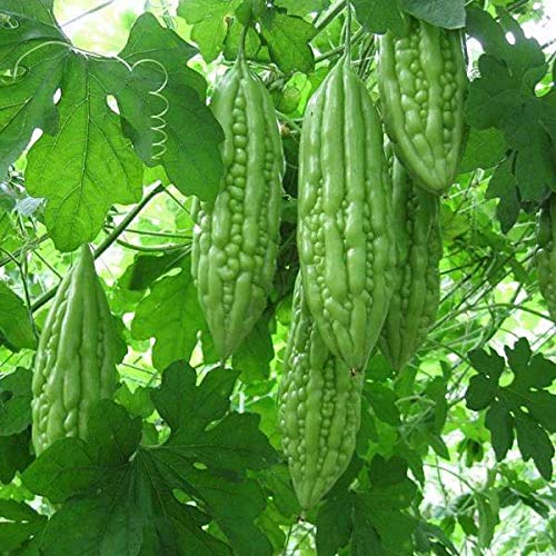 buy karela seeds online