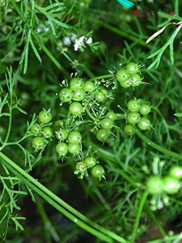 EYWA - Dhaniya Seeds For Home Gardening In This Winter, Coriander Seed whole For Farming And Sowing, Organic to Grow in Your Home & Kitchen Garden on This Season (1 Kg)