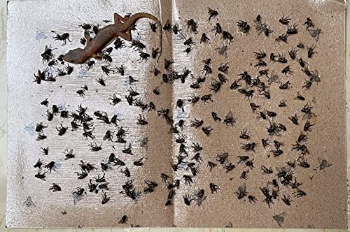 stong glue trap for fly