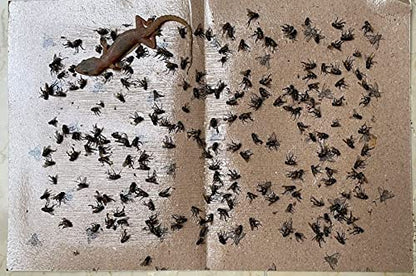 stong glue trap for fly