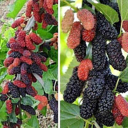Bhumi Enterprise Rare Exotic All Time Mulberry (Air Layered) Hybrid Live Plant, Black & Red Color "Special Variety"(Fruit After 1 Year)