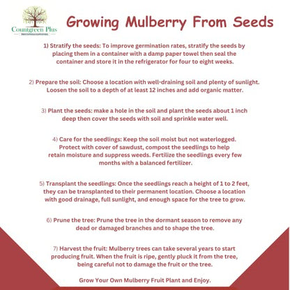 Countgreen Plus Organic Mulberry (Sehtut) Non-GMO Plating 100 Fruit Seeds for Home, Garden, Terrace, Balcony - All Season Growing Seeds
