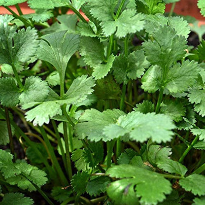 EYWA - Dhaniya Seeds For Home Gardening In This Winter, Coriander Seed whole For Farming And Sowing, Organic to Grow in Your Home & Kitchen Garden on This Season (1 Kg)