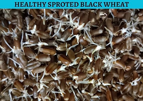 Sprouted black wheat