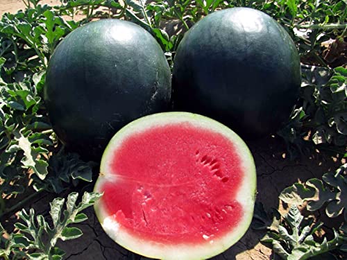 Nursery Live Rare Watermelon " Black Beauty " Exotic 10 Fruit Seeds for Growing