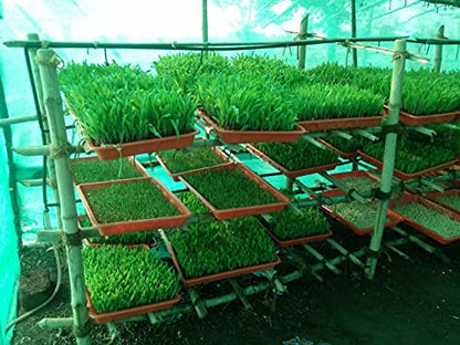RealTrust Hydroponic Trays