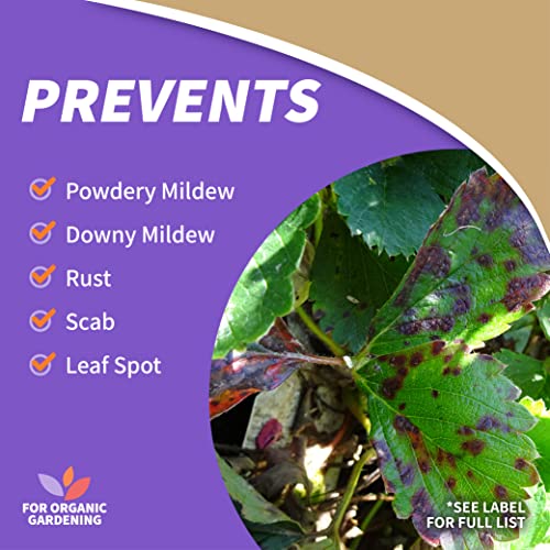 prevent powdery mildew, downey mildew, rust, scab and leafs spot wtih neem oil