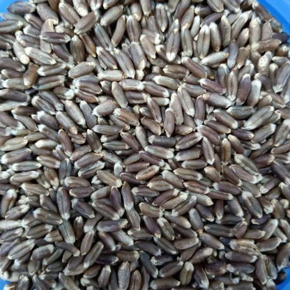 BANDHAL- Organic Black Wheat For Eating & Cooking 900 gm. Premium Black Wheat Sharbati Wheat I Anti oxidant I Whole grain I Kala Gehu