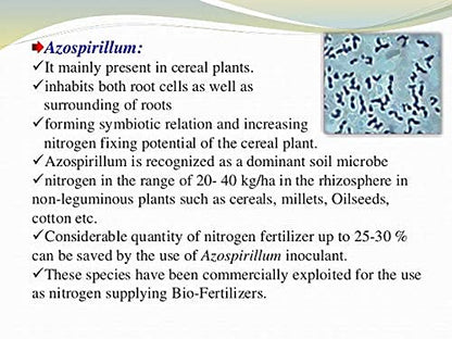 Azospirillum 500 GMS