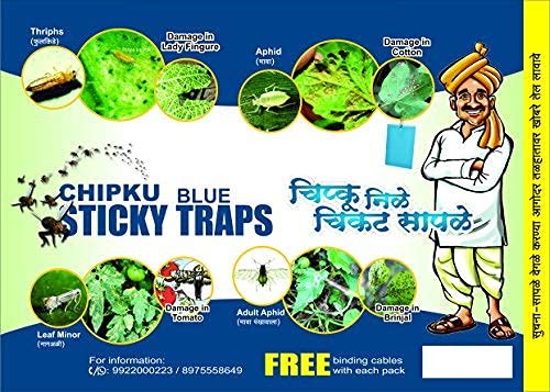 Chipku इन्सेक्ट किलर ब्लू स्टिकी ट्रैप नॉन टॉक्सिक और केमिकल फ्री फ्लाई ट्रैप/इन्सेक्ट कैचर/कीड़ों, सफेद मक्खियों, एफिड्स, लीफ माइनर, थ्रिप्स के लिए स्टिकी पैड - (25 पीस का पैक)