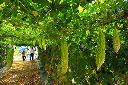 LIVE GREEN Vegetable Seeds | Bitter Gourd/Karela | F1 Hybrid | Organic Seeds | For Home And Kitchen Garden | (Pack 1 pkt 10 seeds each), (PLSDBL020)